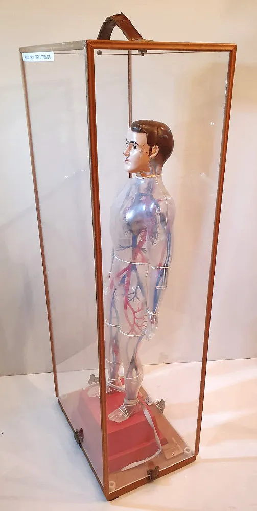 Rare 1950s 1960s Human Circulation Cased Model