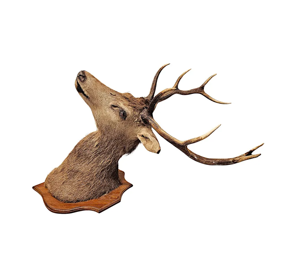  A Very Fine Large 20th Century Taxidermy Stags Head 