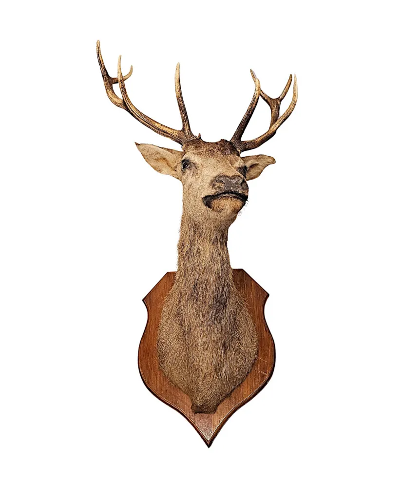  A Very Fine Large 20th Century Taxidermy Stags Head 