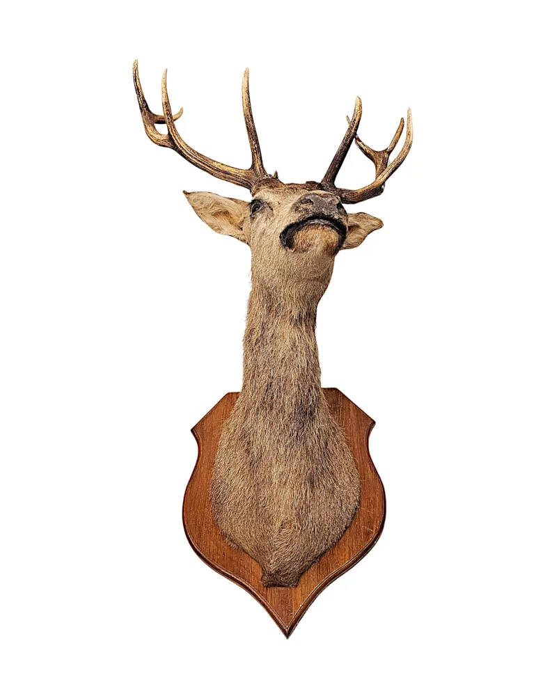  A Very Fine Large 20th Century Taxidermy Stags Head 