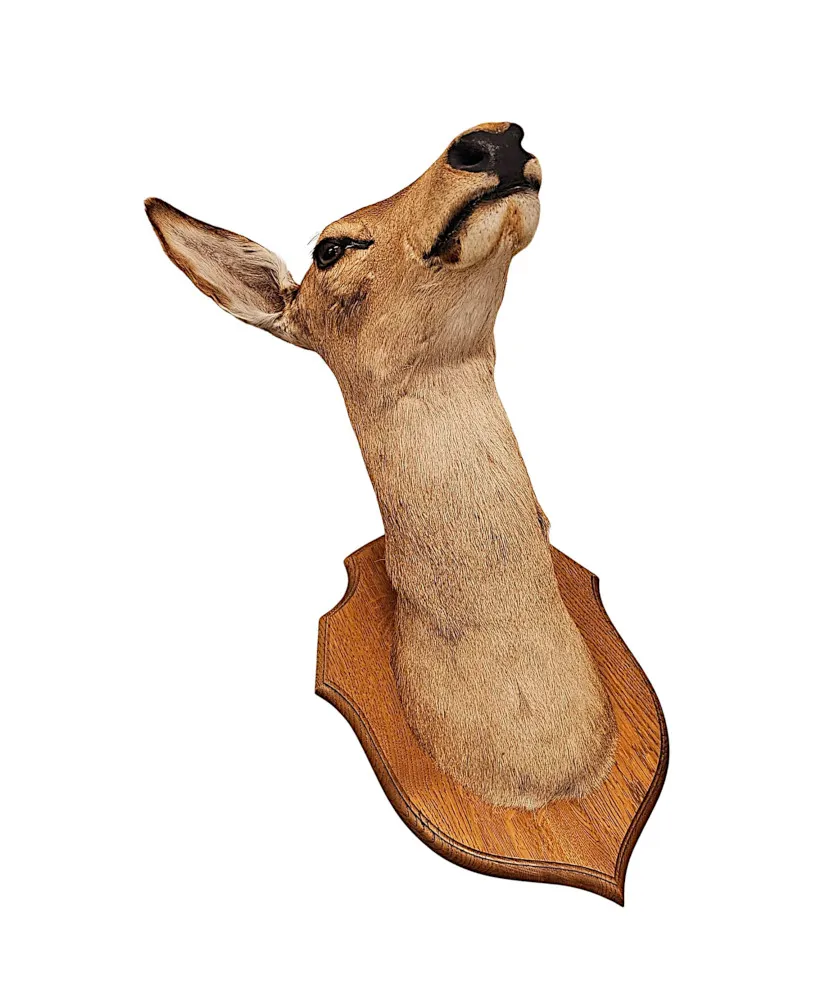 A Very Fine 20th Century Taxidermy Deer Head